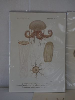 Lámina decorativa medusas vintage